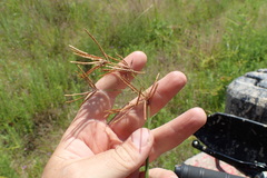 Cyperus articulatus