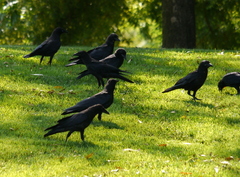 Corvus brachyrhynchos