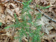 Juniperus virginiana virginiana