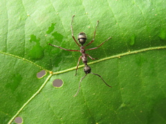 Dolichoderus attelaboides