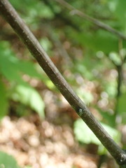 Cryphonectria parasitica