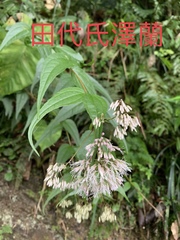 Eupatorium tashiroi