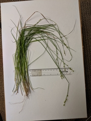 Carex seorsa