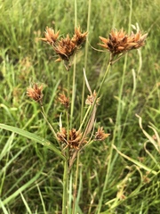 Rhynchospora indianolensis