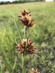 Rhynchospora indianolensis