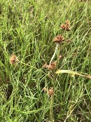 Rhynchospora indianolensis