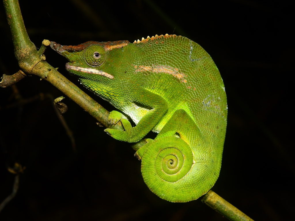 Canopy Chameleon