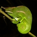 Canopy Chameleon - Photo (c) globalherping, some rights reserved (CC BY-NC), uploaded by globalherping