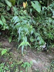 Eupatorium tashiroi