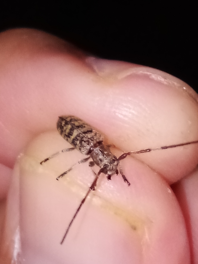 Wood-boring beetle