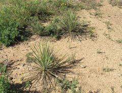 Yucca constricta