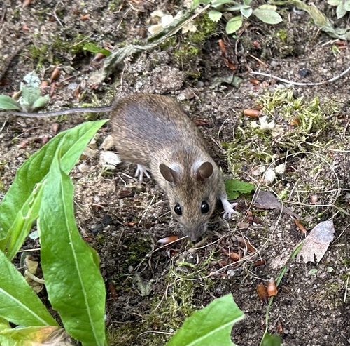 モリネズミ