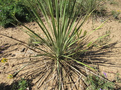 Yucca constricta