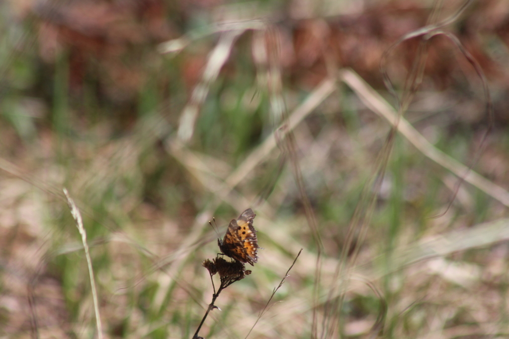 Polygonia hylas