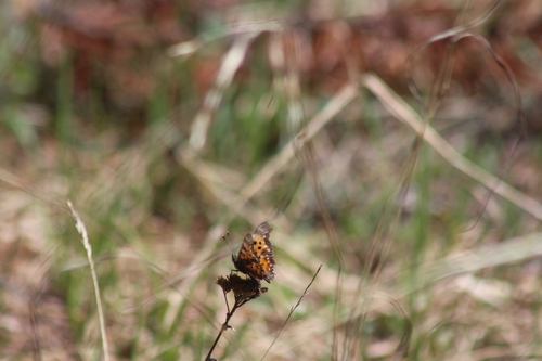 Polygonia hylas
