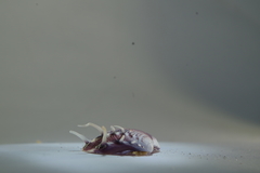 Hysteroconcha lupanaria
