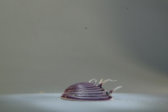 Hysteroconcha lupanaria
