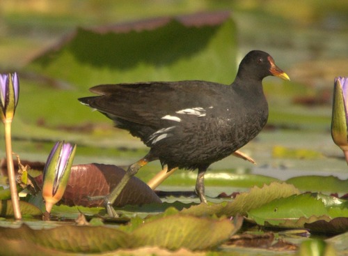 Eurasian Moorhen