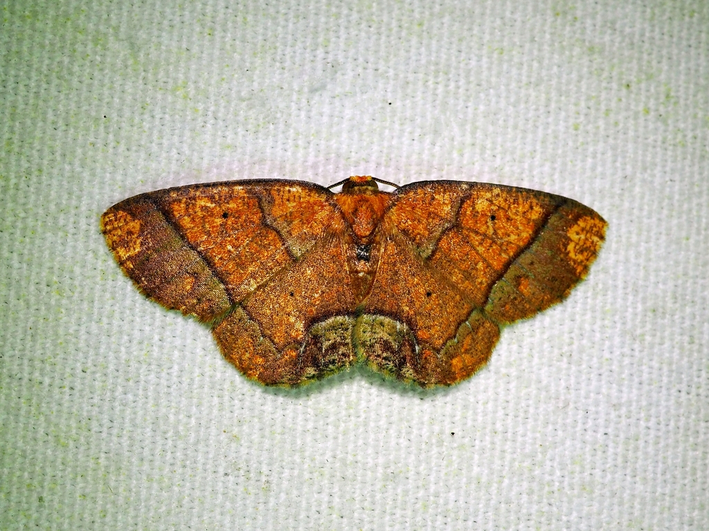 Melinodes detersaria