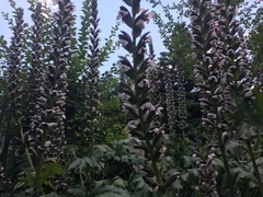 Acanthus