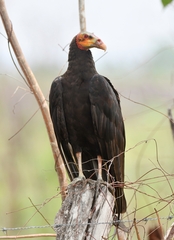 Cathartes burrovianus image