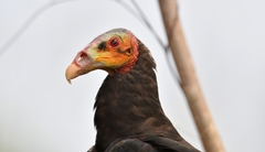 Cathartes burrovianus image