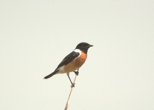 African Stonechat