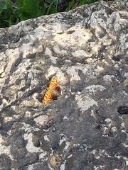 Polygonia interrogationis