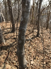 Byrsonima crassifolia