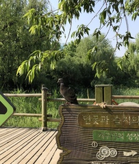 Columba livia domestica