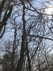 Byrsonima crassifolia