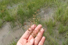 Juncus diffusissimus