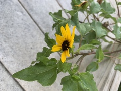 Helianthus debilis image