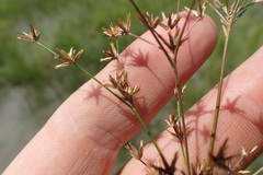 Juncus diffusissimus
