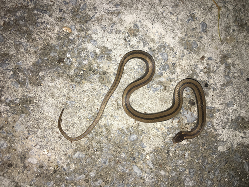Photo of a Black-striped Snake (imperialis) (Coniophanes imperialis)