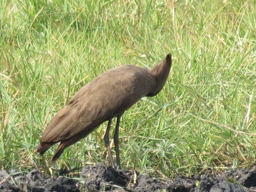 Hamerkop