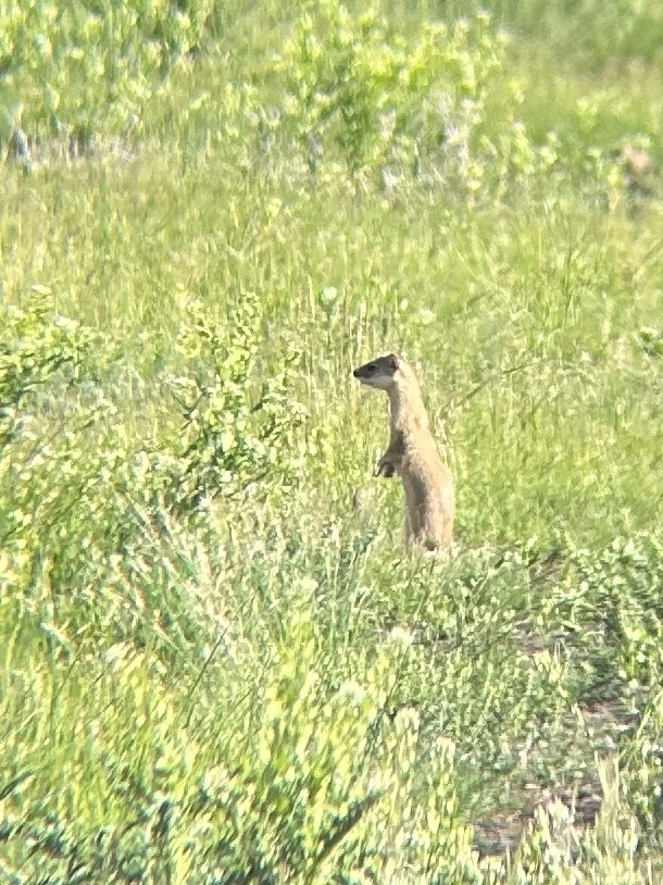 Long-tailed Weasel in June 2024 by Sarah Sharp · iNaturalist