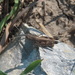 White-whiskered Grasshopper - Photo (c) Angela Laws, some rights reserved (CC BY-NC), uploaded by Angela Laws