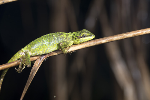 Lue's Mountain Lizard, Diploderma luei