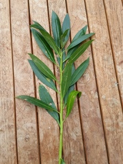 Myoporum aff insulare × laetum