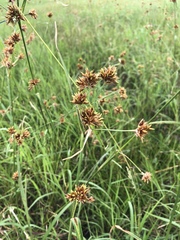 Rhynchospora indianolensis