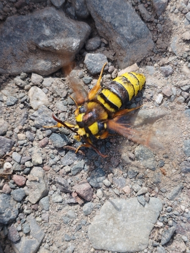 Sesia apiformis