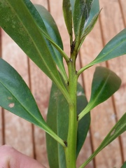 Myoporum aff insulare × laetum