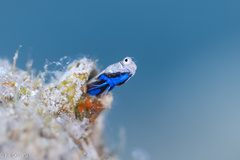 Bluebelly Blenny photo 2