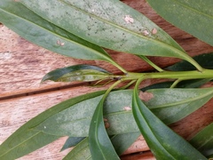 Myoporum aff insulare × laetum