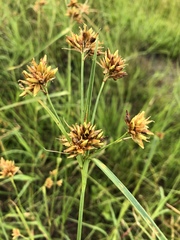 Rhynchospora indianolensis