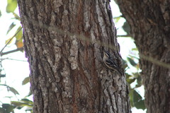 Mniotilta varia