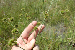 Juncus polycephalus