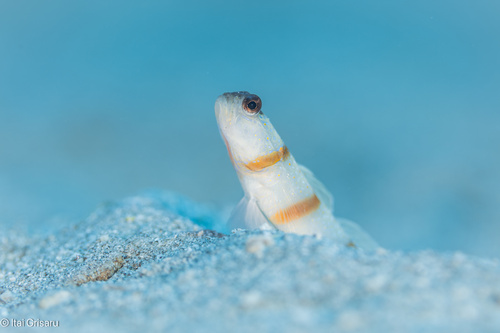 Amblyeleotris observed 2024-06-19