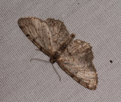 Aethalura intertexta